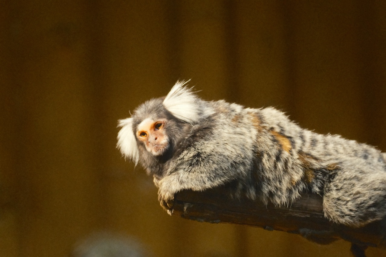 A common marmoset resting on a branch