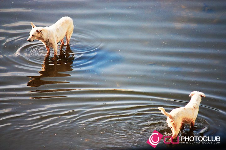 Thai Floods 2011